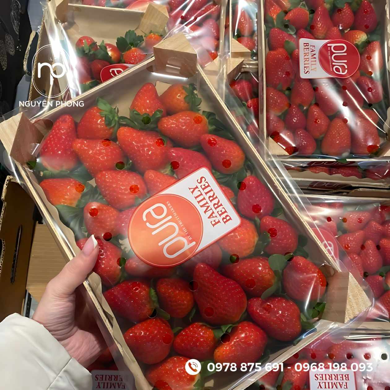 Mẫu tem dán dâu tây 